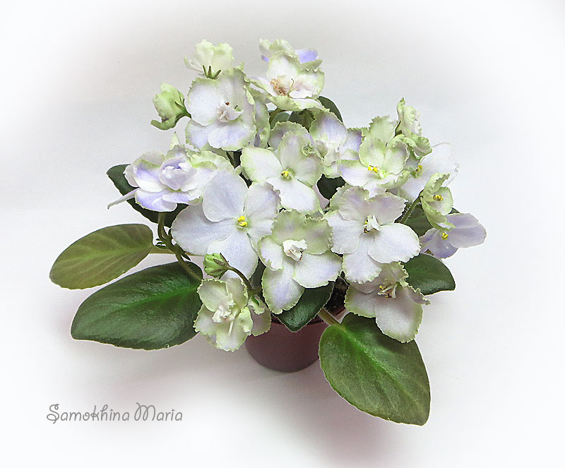 ле букет незабудок