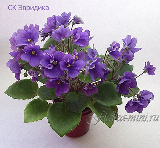 СК-Эвридика