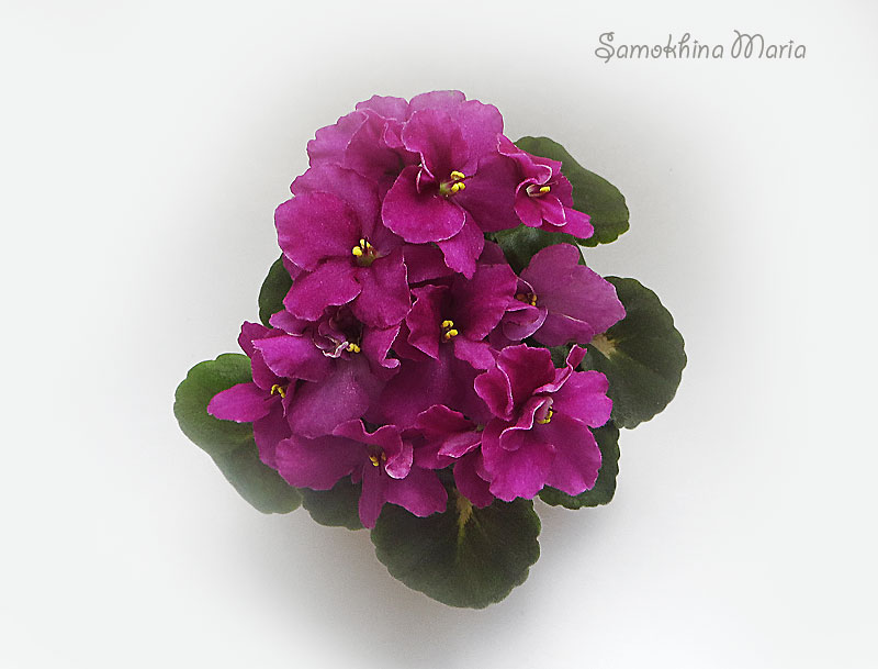 Jolly Bambino (10723) 11/24/2014 (H. Pittman)