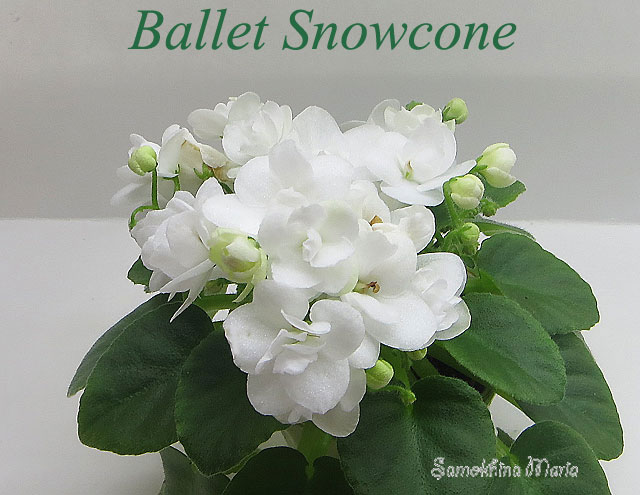 Ballet Snowcone 