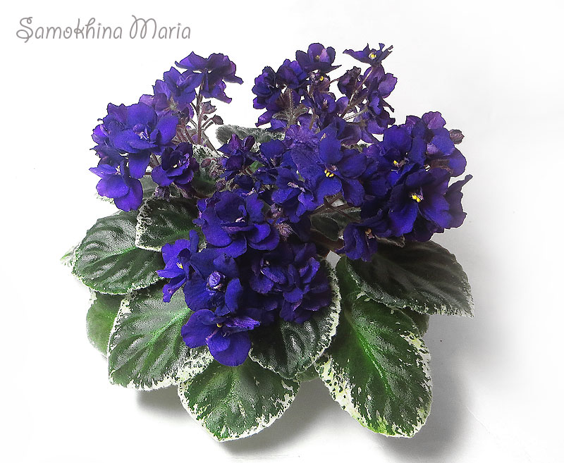 Dean's Trinket (H.Hobbs)