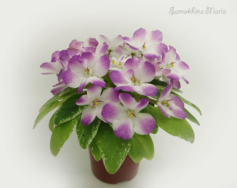 Shirl's Red Sky (S.Sanders)