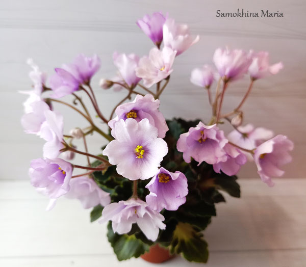 Р-Ежевичная поляна